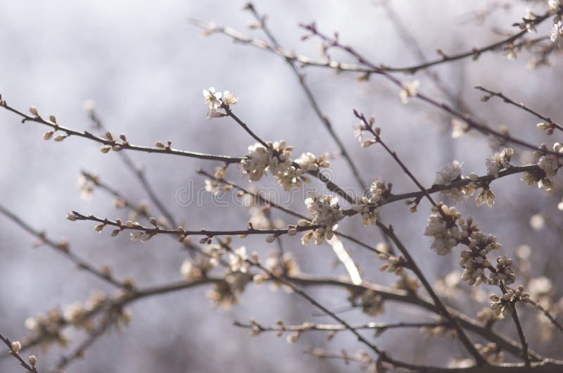 Árbol Que Florece En Invierno Frío Imagen de archivo - Imagen de fondo,  ramitas: 102331245