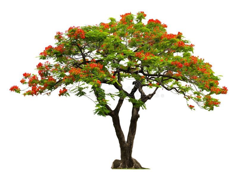 Árbol Real De Poinciana Con La Flor Roja Foto de archivo - Imagen de flor, tailandia: 32286038 Árbol Real De Poinciana Con La Flor Roja Foto de archivo - Imagen de flor, tailandia: 32286038