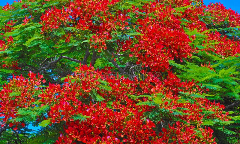 Árbol Real Del Poinciana En Flor Roja Imagen de archivo - Imagen de pulso, flores: 52183793 Árbol Real Del Poinciana En Flor Roja Imagen de archivo - Imagen de pulso, flores: 52183793