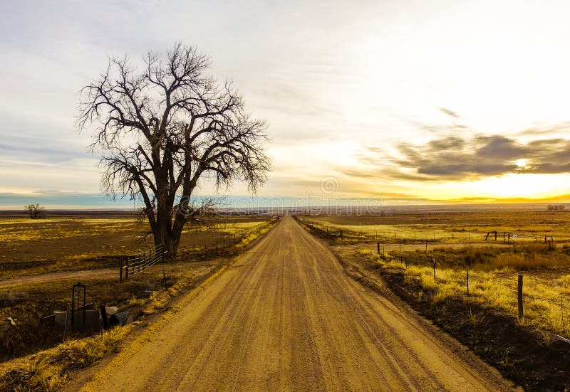 almohadilla excepción Fragante Árbol Solitario Al Lado Del Camino De Tierra Del País Del Condado De Weld  Colorado Foto de archivo - Imagen de colorado, ganado: 140336430