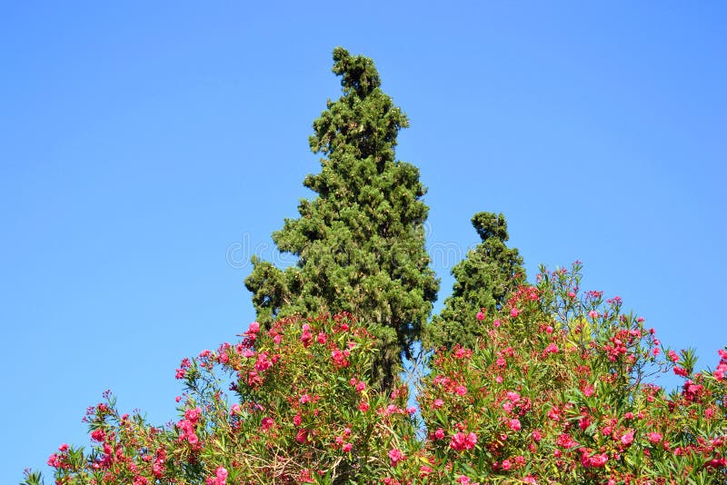 Árbol Y Arbusto De Pino Con Las Flores Rojas Foto de archivo - Imagen de  parque, madera: 68395392