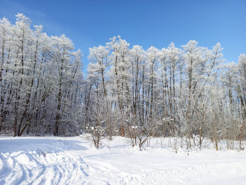 Frío Invierno Bosque Cubierto De Nieve Hermosa En Diciembre Fotos