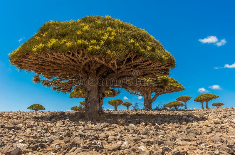 árboles De Dragón En La Isla Socotra Yemen Imagen de archivo - Imagen de  especie, flora: 192707327