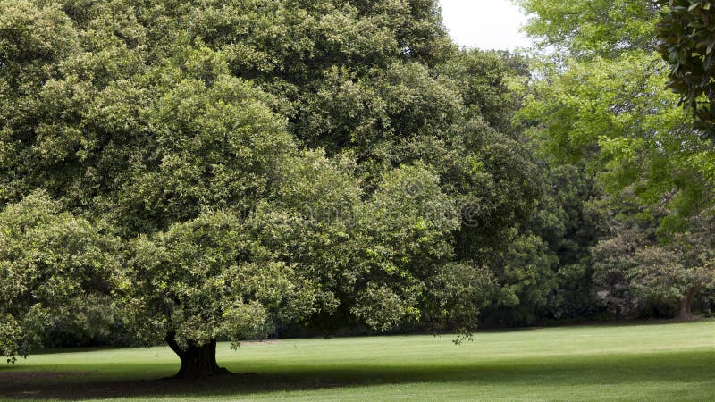 2,633 árboles Frondosos En Campo Fotos de stock - Fotos libres de regalías  de Dreamstime