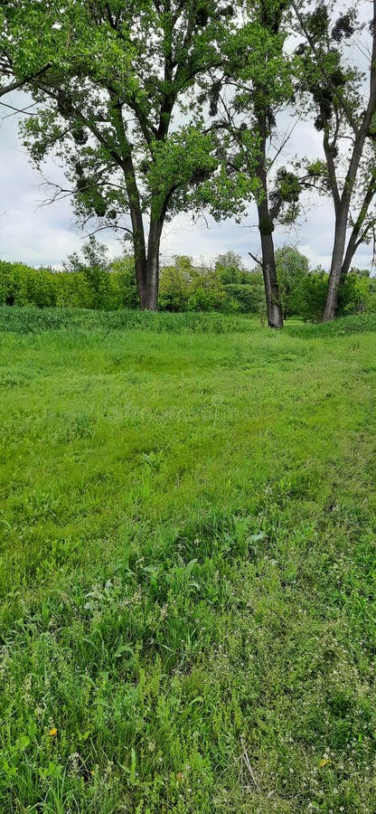 árboles Para El Aire Limpio Y El Cielo Azul Imagen de archivo - Imagen de  ambiente, bosque: 106792825