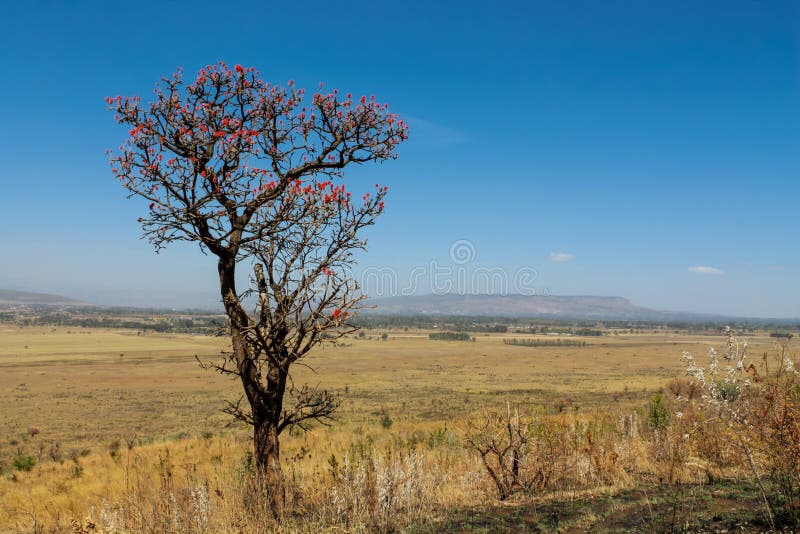 Lendário Rn7 Significa Rota Nacional Que Atravessa Savana Selvagem Vermelha  Africana Com Pequenas árvores E Arbustos Nos Lados Imagem de Stock - Imagem  de paisagem, destino: 174232899