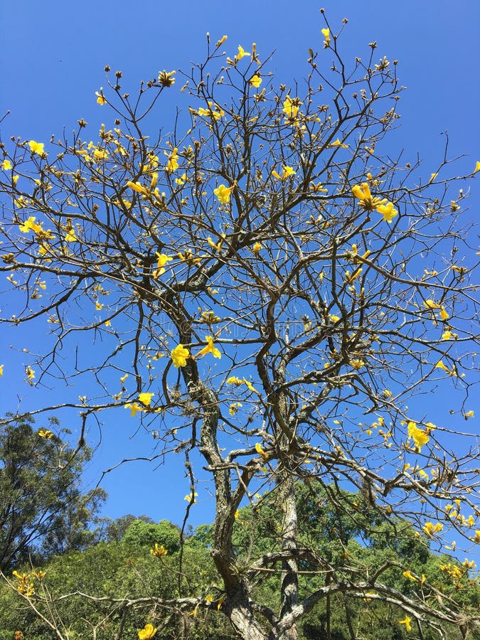 Árvore Brasileira Do Ipe Do Amarelo Imagem de Stock - Imagem de flores,  florescer: 100881627