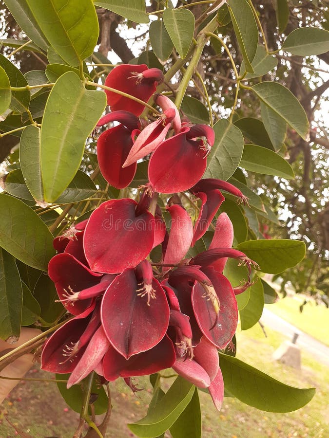 árvore Com Flores Vermelhas. Flor De Ceibo Foto de Stock - Imagem de  naturalizado, porca: 207855810