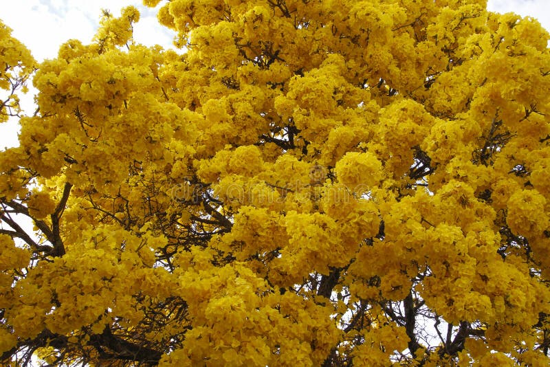 A árvore Com Ipe Amarelo Floresce No Dia Claro Do Céu Foto de Stock -  Imagem de ambiente, filiais: 127928964