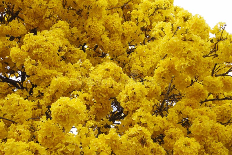 A árvore Com Ipe Amarelo Floresce No Dia Claro Do Céu Foto de Stock -  Imagem de ambiente, filiais: 127928964