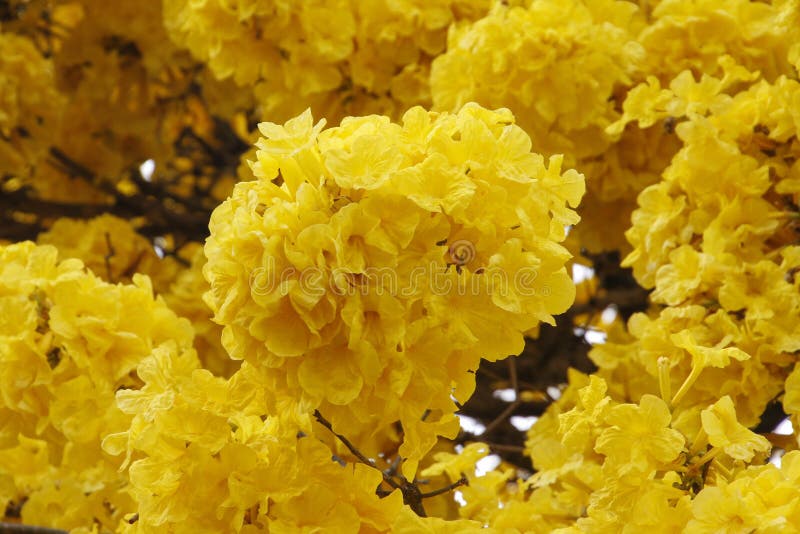 A árvore Com Ipe Amarelo Floresce No Dia Claro Do Céu Foto de Stock -  Imagem de ambiente, filiais: 127928964