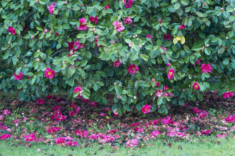 Árvore Da Camélia Completamente Das Flores Imagem de Stock - Imagem de  fundo, flores: 114815335