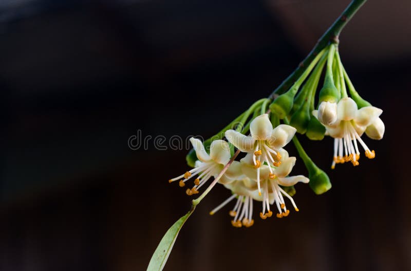 Árvore De Algodão De Seda Branca, Ceiba, Kapok, Nome Científico Do Algodão  Java: Ceiba Pentandraflowers Floresce Na árvore Imagem de Stock - Imagem de  exterior, flores: 169189175