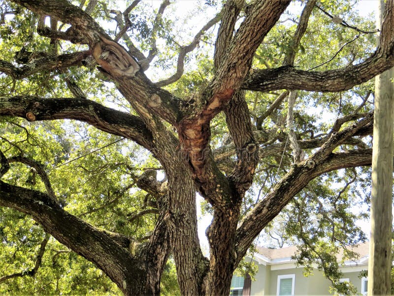 Grande árvore De Carvalho Verde Americano Na Frente Da Casa Do Clube Do  Estudante No Terreno Da Faculdade Imagem de Stock - Imagem de berkeley,  américa: 105746151