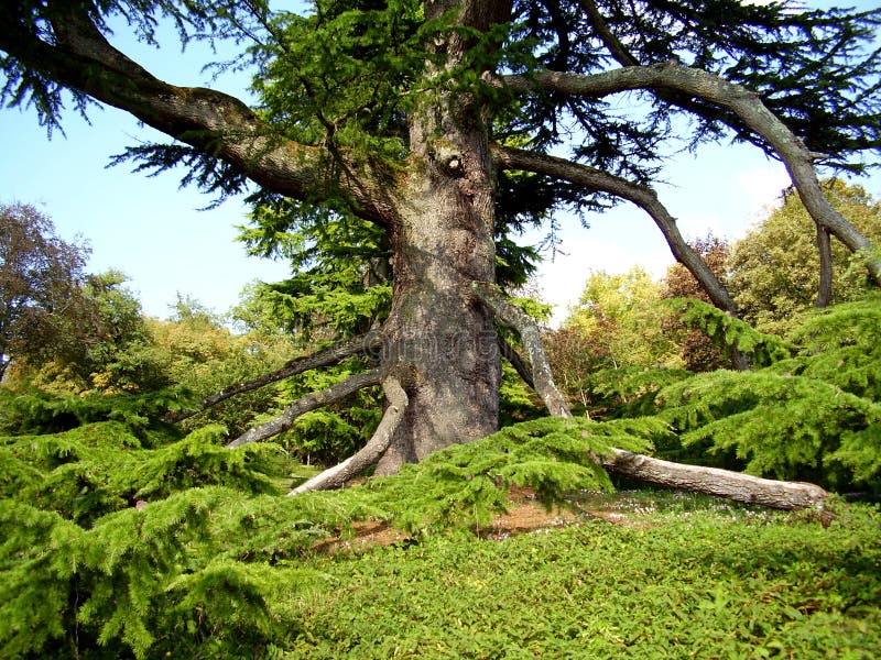Cedro De Libano Foto De Stock Imagem De Libano Cedro 22555770