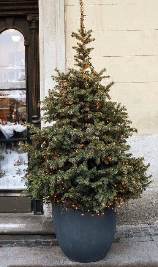 Árvore De Natal Com a Festão Luminosa No Potenciômetro Perto Da Casa Imagem  de Stock - Imagem de decorativo, fundo: 127370091