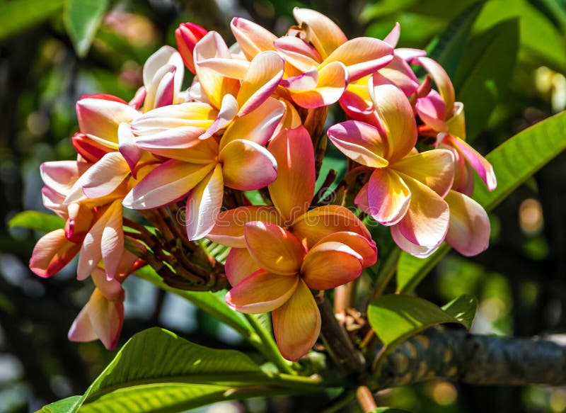 Árvore Do Plumeria Da Flor, Plumeria Tropical Das Flores, Madeira, Portu  Foto de Stock - Imagem de tailandês, macro: 79243688