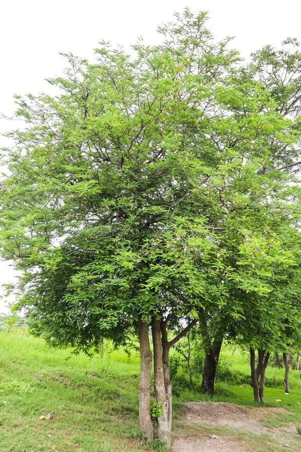 Tamarindo – Árvores da UENF