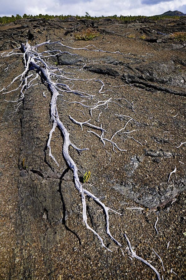 Vista De Um Pântano Ou De Uma Areia Movediça Do Pântano Imagem de Stock -  Imagem de nave, mola: 72951543