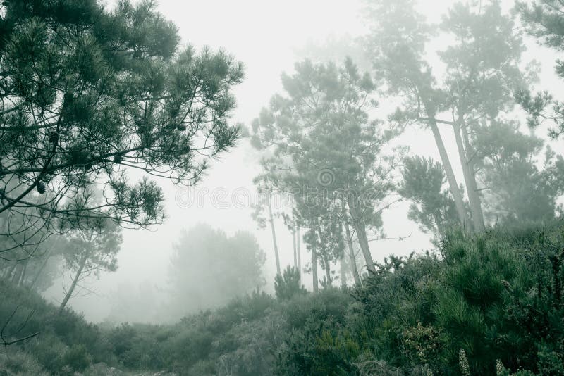 Papéis de Parede Cenário de floresta do inverno, nevoeiro, árvores, ramos,  neve branca 1920x1200 HD imagem