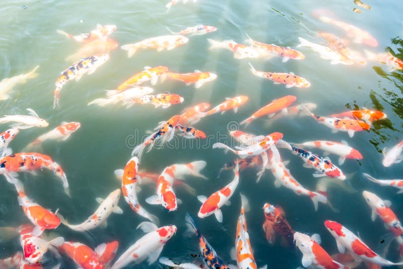 Koi fish in a pond stock image. Image of edible, landscape - 129495575