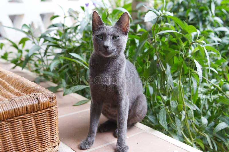 Die ägyptische mau ist eine natürliche rasse, die erstmals in historischen wandmalereien in ägypten dargestellt wird. Sphynx Ägyptische Katze . Sphynx Katze stockbild. Bild von katze, sphynx - 412341