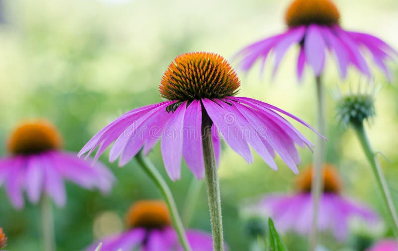 Échinacée Violette Une Plante Vivace De La Famille Asteraceae Fleur  Médicinale Pour Renforcer L'immunité Focalisation Sélective a Photo stock -  Image du rose, jour: 155814330