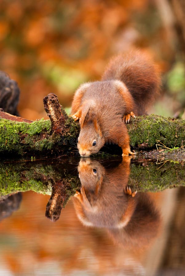 Prise D'écureuil Rouge Un écrou Dans Les Pattes Et Les Essais Pour Le  Dédoubler Se Reposant Sur Un Tronc D'un Arbre Photo stock - Image du  mignon, pelucheux: 94019284