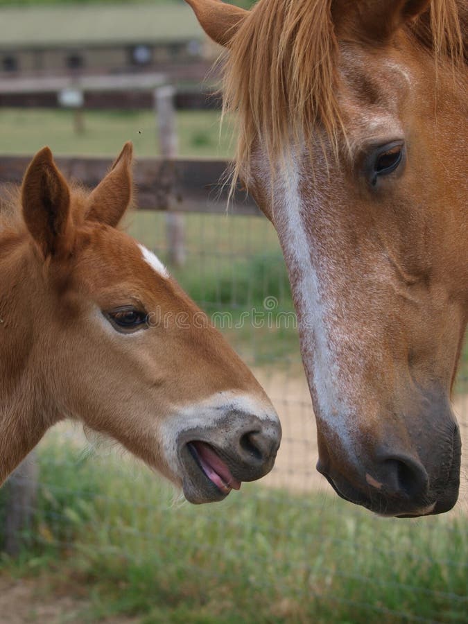 Cavalo Novo Com Boca Aberta Imagem de Stock - Imagem de sorriso, selvagem:  31668367