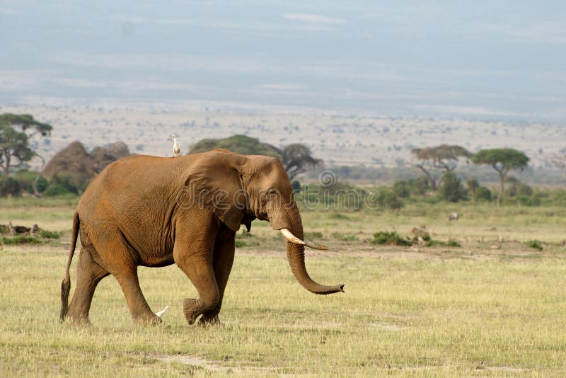 Elephant Avec L Oiseau Photos Libres De Droits Et Gratuites De Dreamstime