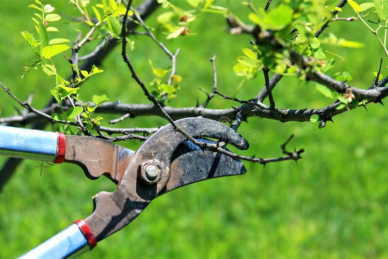 ciseaux d'élagage, ciseaux de branche d'élagage de fleurs de jardin