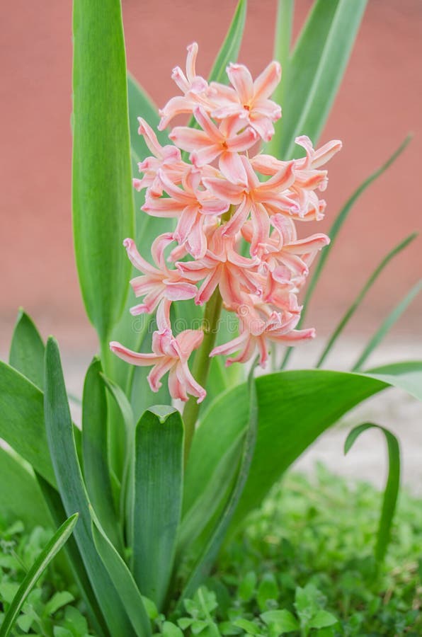 Jacinthe orange photo stock. Image du objet, fleur, jardin - 53601636