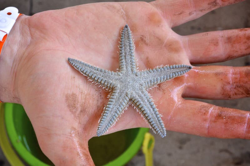 Etoiles De Mer De Bebe Photo Stock Image Du Petit Beau Etoiles De Mer De Bebe Photo Stock Image Du Petit Beau