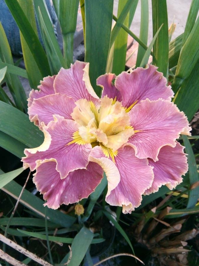 íris. Planta De Flores a Cores Exótica. Orquídea Pobre Imagem de Stock -  Imagem de flores, numeroso: 219998587