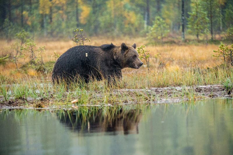 Медведи в болоте. Медведь на болоте. Медвежонок болото. Мишки на озере. Заповедник Мшинское болото медведи.