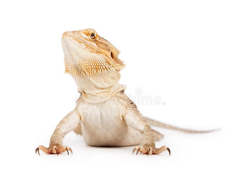 Бородатая агама. Pogona henrylawsoni. Pogona henrylawsoni агама. Бородатая агама и сверчки картинка.