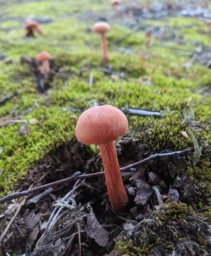 3 the mushrooms to gather yesterday