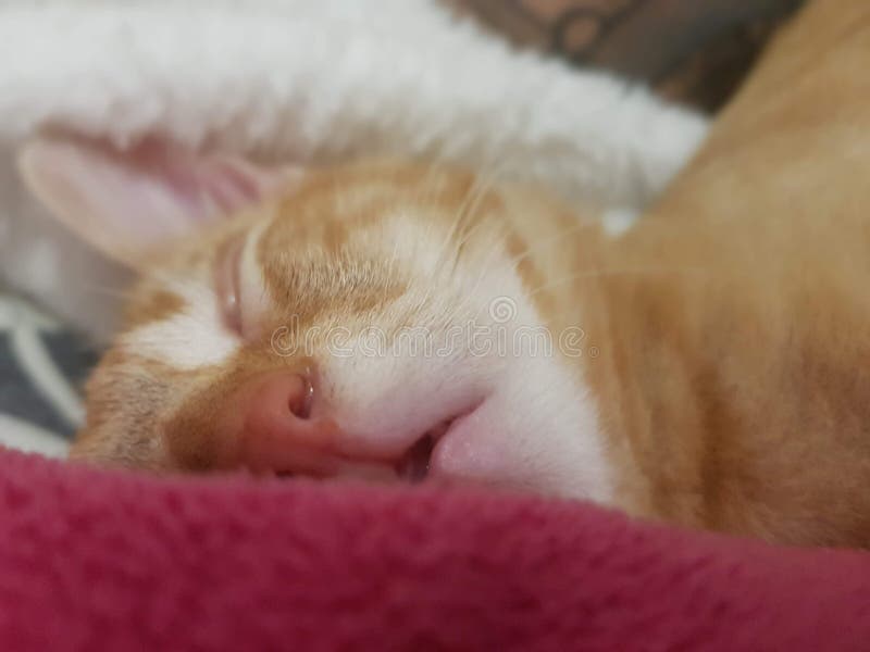 Слюна на подушке. Спящий кот с открытым ртом. Коты спят с открытым ртом. Спящие котята с открытым ртом.