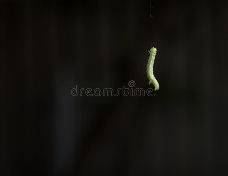 Зеленый червь оригинал. Маленькие зелёные червячки. Маленький зеленый червяк. Мелкий зеленый червь.