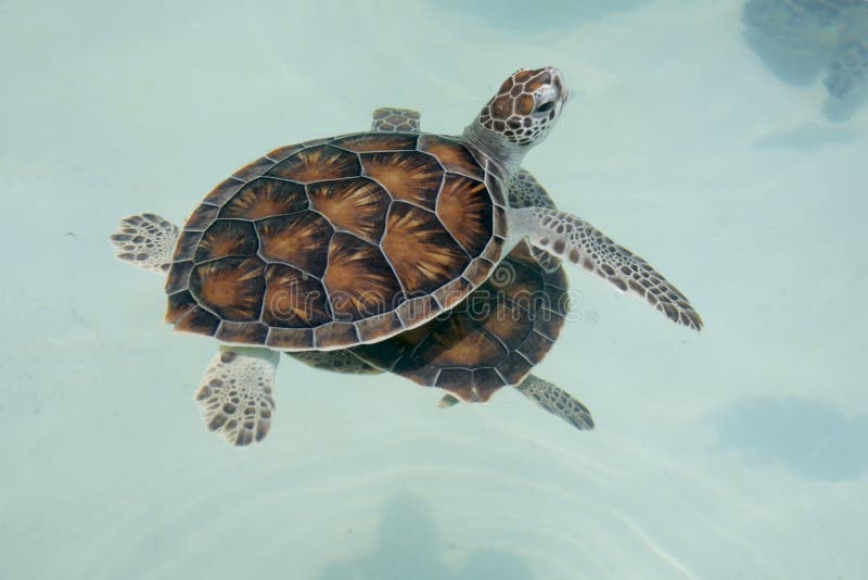 Древняя морская черепаха. Черепаший рай. Узоры на спинах черепашек. Морская черепаха анфас сверху в полный рост.