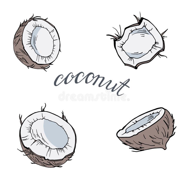 Coconut Collection Of Fresh Fruits With Leaf. Vector Illustration ...