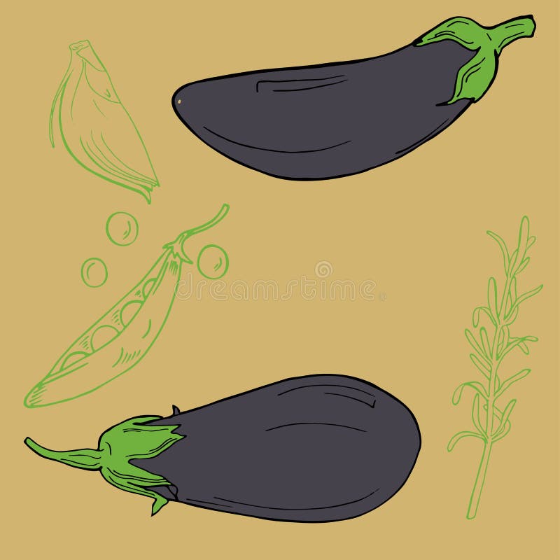 The Scarlet Eggplant Is A Fruiting Plant Of The Genus Solanum, Related To  The Tomato And Eggplant. Hand Drawing Of Vegetable. Vector Art  Illustration. Royalty Free SVG, Cliparts, Vectors, and Stock Illustration.