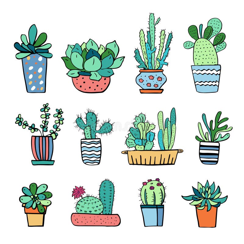 Cactus and succulent plants in flowerpots. 