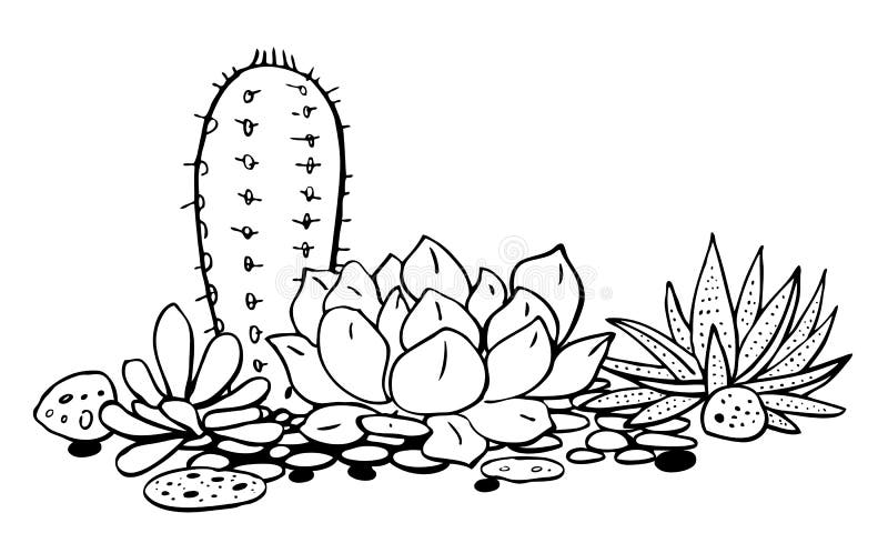Featured image of post Outline Drawing Outline Succulent Clipart 35 040 outline drawing stock illustrations and clipart