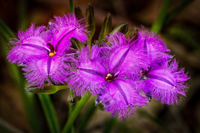 Thysanotus multiflorus