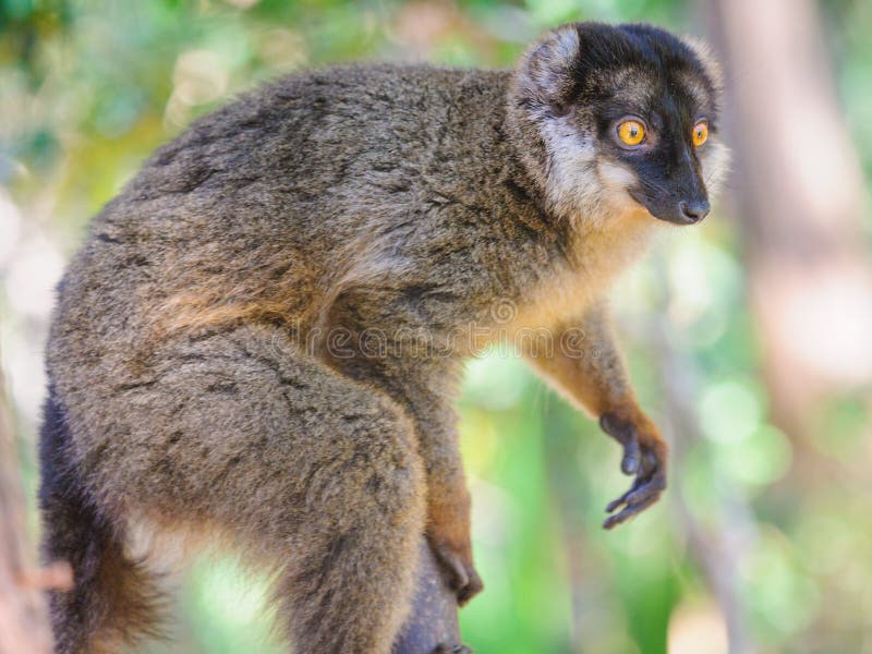 286 Lemur Couple Photos Free Royalty Free Stock Photos From Dreamstime