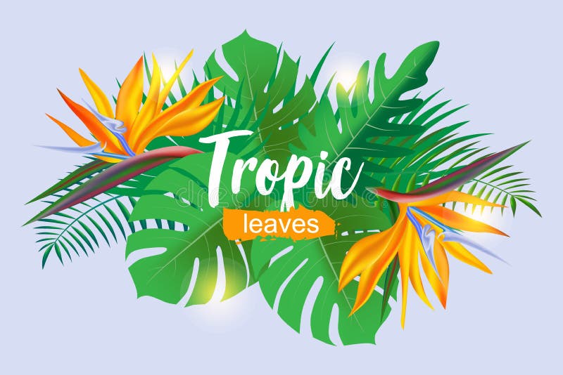 Тропики яркое лого. Tropic Bright.