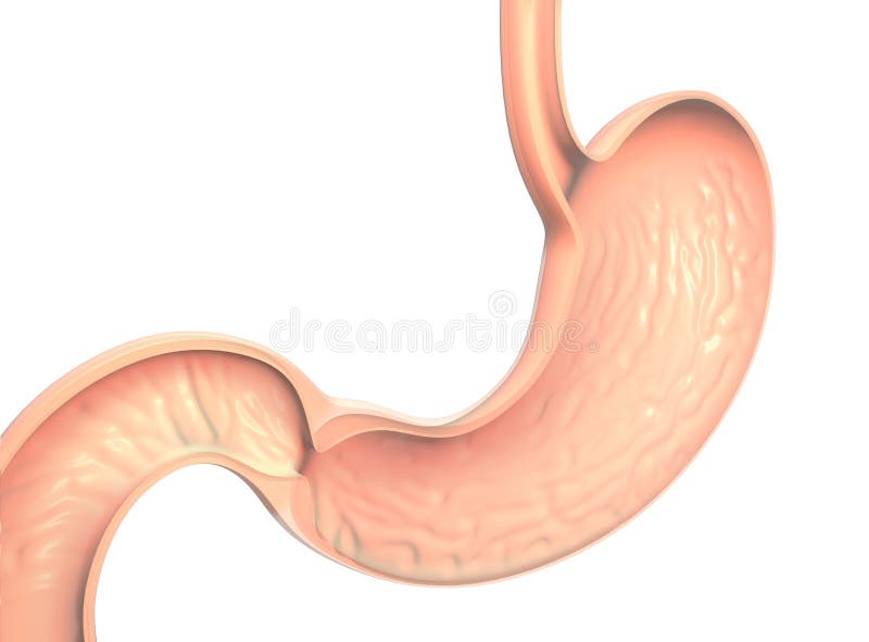 Клапан пищевода и желудка. Слизистой оболочки желудка. Анатомия пищевода желудка и двенадцатиперстной кишки.