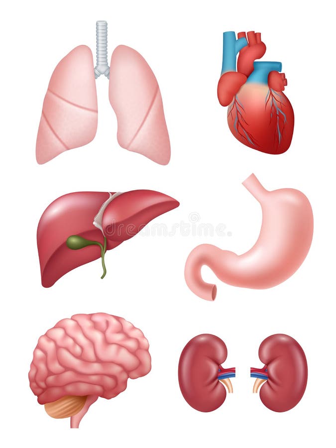 Modelo De Infográfico Do Corpo Humano Dos Desenhos Animados Com Rins  Pulmões Estômago Do Cérebro Órgãos Internos Alimentos E Ferramentas Médicas  Ilustração Vetorial Royalty Free SVG, Cliparts, Vetores, e Ilustrações  Stock. Image