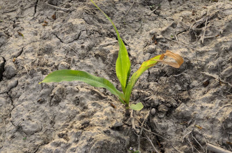 Resultado de imagem para unica planta sobre a terra